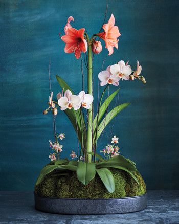 An amaryllis and orchids in complementary colors make a cheerful display nestled on a buffet table. #marthastewart #christmas #christmastree #holidaydecor Amaryllis Arrangement, Amaryllis Christmas, Amaryllis Flowers, Amaryllis Bulbs, Red Blossoms, Orchid Arrangements, Holiday Centerpieces, Winter Flowers, Bulb Flowers