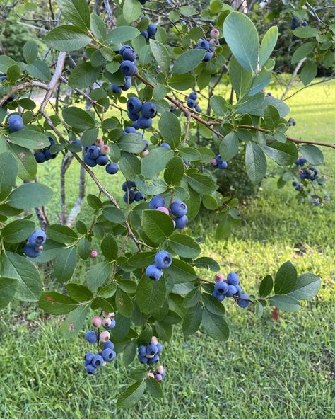 One of my joys living in North Florida. Our blueberry bushes are full and ready for harvest. France Winter, Blueberry Farm, Blueberry Plant, Blueberry Season, Berry Bushes, Blueberry Bushes, Blue Berry, North Florida, Hobby Farms