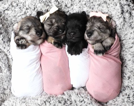 Puppy Newborn Photoshoot Announcement Miniature Schnauzer Puppies Photoshoot, Puppy Photoshoot Ideas, Photoshoot Ideas Newborn, Newborn And Dog, Puppy Photoshoot, Whelping Puppies, Dog Photography Poses, Newborn Puppy, Cute Puppy Photos