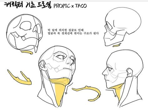 Because of the clavicle located under the chin, an angle is made between the neck and the face. Head Anatomy, Face Angles, 얼굴 드로잉, Anatomy Tutorial, Drawing Heads, Human Anatomy Drawing, 얼굴 그리기, Anatomy Sketches, Body Reference Drawing