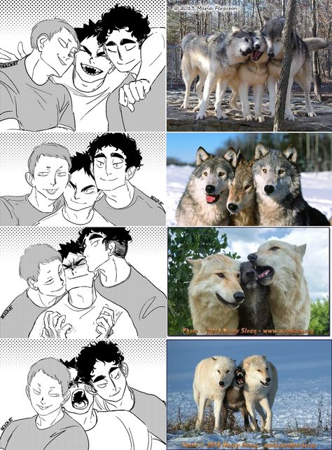 they're good dogs brent #Matsukawa #Iwaizumi #Hanamaki #hq Dogs As Humans Drawing, Matsukawa X Hanamaki, Nick Wilde, Desen Anime, Haikyuu Funny, Anime Version, Haikyuu Fanart, Laugh Out Loud, Can't Stop Laughing