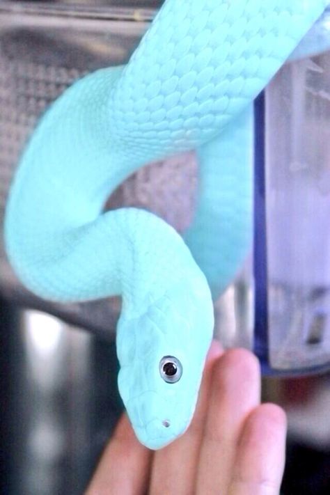 Tiffany blue snake Python Royal, Snake Photos, Cool Snakes, Rat Snake, Pretty Snakes, Albino Animals, Corn Snake, Cute Reptiles, Cute Snake