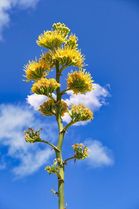 Agave Flower, Modern Floral Arrangements, Green Mountains, Flower Stem, Agaves, Seed Pods, Modern Floral, Air Plants, The Desert