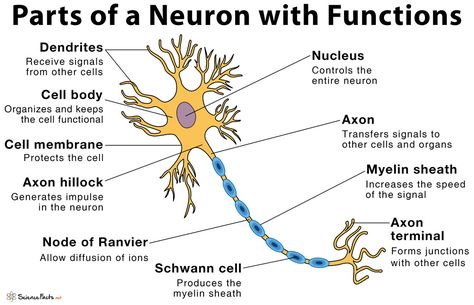 Structure Of Neuron Diagram, Nerve Cell Notes, Neuron Structure And Function, Brain Parts And Functions, Neuro Anatomy, Neuron Diagram, Neuron Structure, Cell Biology Notes, Nerve Structure