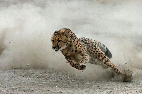 Fantastic ! Cheetah Running, Wild Kingdom, Cheetahs, On The Ground, Animal Planet, Animal Photo, Beautiful Cats, 귀여운 동물, Big Cats