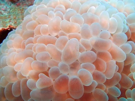 Bubble coral. Beautiful colors of Bubble coral Euphyllia sp , #AFFILIATE, #Beautiful, #coral, #Bubble, #sp, #Euphyllia #ad Bubble Coral, Sea Creatures, Abstract Design, Beautiful Colors, Grapes, Photo Image, Mixed Media, Bubbles, Coral