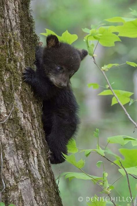 Baby Black Bear, Animals Sleeping, Grizzly Bear Cub, Black Bear Cub, Hd Desktop Wallpaper, Sleeping Bear, Black Bears, Dual Monitor, Bear Photos