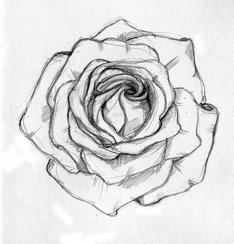 Rose sketch | Flickr - Photo Sharing! Draw A Rose, Rose Sketch, A Pencil, A Rose, Pencil Drawing, To Draw, Sketch, Pencil, Black And White