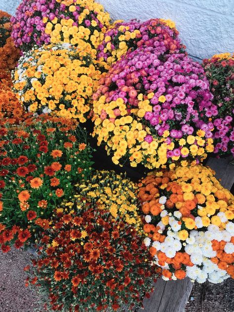 🌼 Fall Mum Pre-Orders Are Here! 🌼 Bring the vibrant colors of fall to your home with locally grown Nebraska mums! Choose from a wide variety of unique colors in single pots or beautiful trios. Pre-orders are open now through September 4, and pick-up begins on September 7. Don’t miss out on these seasonal favorites! 👉 Tap the link to pre-order your mums today and add some autumn charm to your home! https://www.rootedplantco.com/product/potted-mums-pre-order/1797 #FallFlowers #MumSeason #Loc... Mums Aesthetic, Milo Murphy, Potted Mums, Planting Mums, Mum Flower, Fall Mums, Mums Flowers, Colors Of Fall, Fall Garden