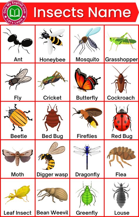 List Of Insects, Insects For Kids, Insects Names, Animals Name In English, Insects Preschool, Pictures Of Insects, Cvc Words Kindergarten, English Transition Words, Kindergarten Coloring Pages