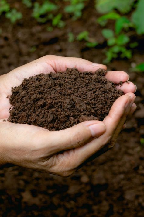 Your plants will be healthier, more robust and easier to care for if you build healthy soil. How To Make Compost, Sustainable Landscaping, Compost Tea, Plant Strong, Clay Soil, Soil Health, Plant Roots, Garden Lovers, Types Of Soil