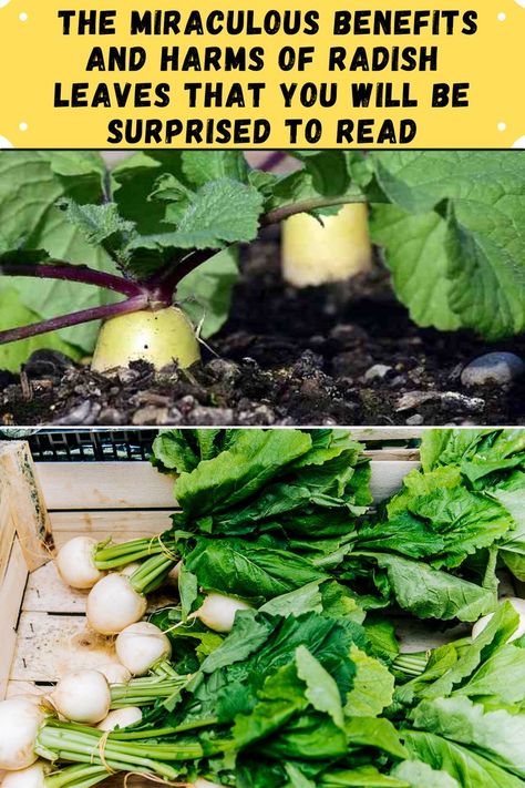 https://herbsscience.com/benefits-of-radish-leaves/ Radish Leaves Benefits, Radish Leaf Recipes, Radish Tops Recipes, Radish Greens Recipes, Radish Leaves Recipe, Radish Tops, How To Store Radishes, How To Cook Radishes, Health Benefits Of Radishes