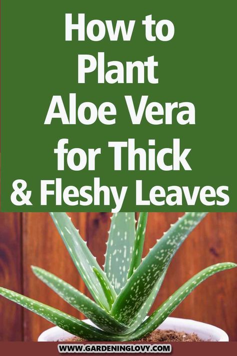 Aloe vera is a popular houseplant that is easy to grow, looks pretty, and has many benefits. Read to know How To Plant Aloe Vera at your home. Aloe Vera House Plant, Sick Aloe Vera Plant, How To Store Aloe Vera Leaves, Harvest Aloe Vera Plant, Pruning Aloe Vera Plant, Aloe Vera Plant Care Indoor, How To Plant Aloe Vera, How To Transplant Aloe Vera Plant, How To Care For Aloe Vera Plant