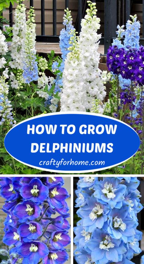 Easy Flowers To Grow Outdoors, Delphinium Flower Bouquet, Delfinium Flower, Flower Garden Inspiration, Easy Flowers To Grow, Tall Perennial Flowers, Home Flower Garden, Flowers For Garden, Delphinium Plant