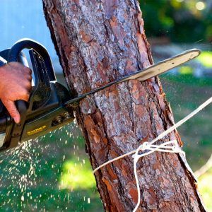 How To Tell If A Tree Needs To Be Cut Down? Tree Stump Killer, Garden Archway, Garage Pergola, Gazebo Plans, Cheap Pergola, Building A Pergola, Tree Felling, Odd Things, Astuces Diy