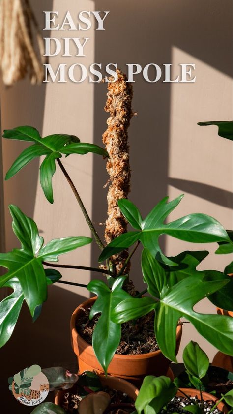 This is my way of making easy and quick moss poles for my climbing plants. Moss Pole to provide extra support for any climbing plant, especially aroids like Philodendron and Monstera species. I like to DIY my own sphagnum moss poles because I can customize the size and width for my plants! Diy Moss Pole, Plant Experiments, Indoor Plants Diy, Diy Moss, Moss Pole, Roller Skating Party, Plant Care Houseplant, Plant Parent, Sphagnum Moss