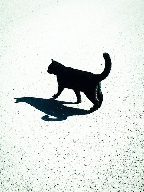 Cat Shadow Drawing, Shadow Cat, Me And My Shadow, Cat Shadow, Hand Shadows, Shadow Drawing, Curiosity Killed The Cat, My Shadow, Only Me