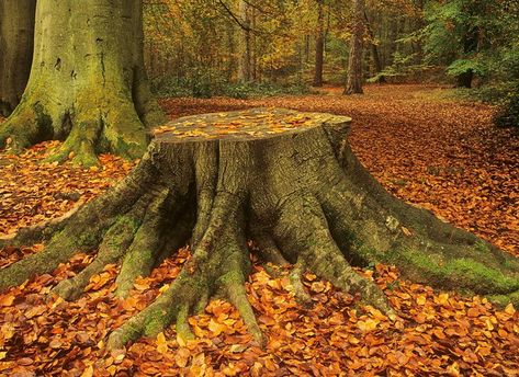 Creepy Fog, 숲 사진, Plant Study, Surrey England, Food Poisoning, Forest Path, Old Trees, Autumn Halloween, Montage Photo