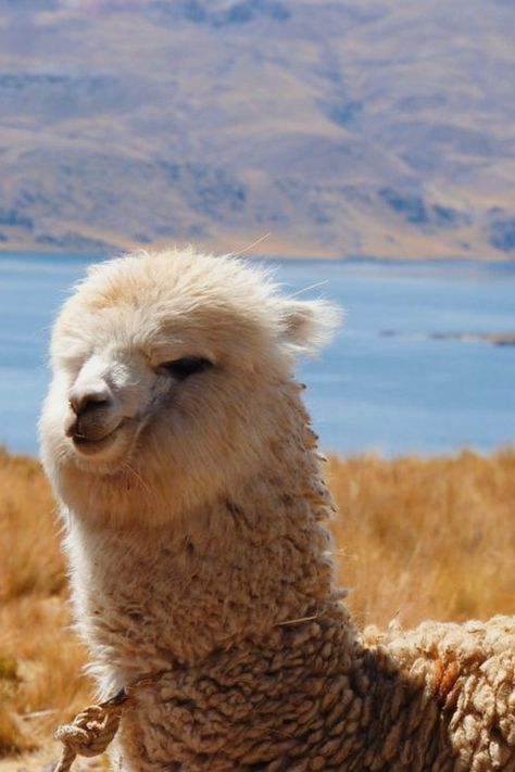 Cet alpaga prend un petit bain de soleil pour faire le plein de vitamines D ! 🤪 Cliquez sur le lien pour en apprendre plus sur ce drôle d'animal 🦙 Countries Of The World, Llama, Make Me Smile, Alpaca, Photographer, Animals