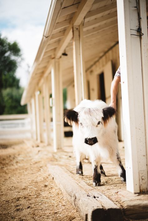 Moochi the Mini Cow peeking around his barn. Mini Cow Shelter, Mini Cow Barn, Miniture Cows, Mobile Petting Zoo, Mini Highland Cow, Cow Pen, Long Haired Cows, Cow Barn, Miniature Cows