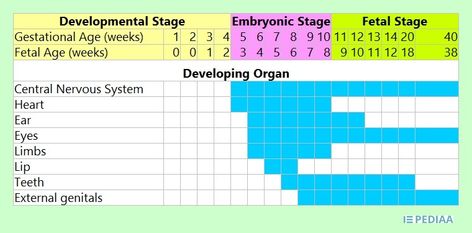 What is the Difference Between Gestational Age and Fetal Age - Pediaa.Com Conception Date, Gestational Age, Developmental Stages, Menstrual Period, Central Nervous System, What Is The Difference Between, Nervous System, The Age, The Beginning