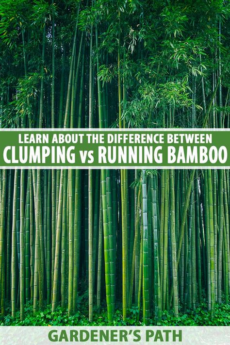 Clumping Bamboo Landscaping, Bamboo Pathway, Bamboo Types, Non Invasive Bamboo, Rock Wall Landscape, Garden Remodel, Bamboo Hedge, Bamboo Landscape, Yard Oasis