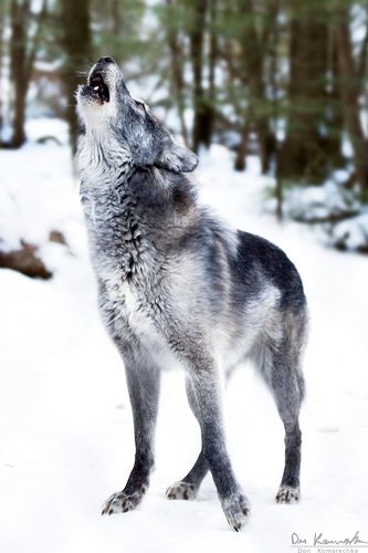 Wolf Photos, Wolf Love, Wild Wolf, Wolf Pictures, Wolf Spirit, Beautiful Wolves, Wildlife Habitat, Grey Wolf, Lone Wolf