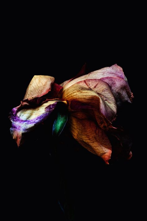 First Look: A Photographer Rethinks Female Beauty Decaying Flowers, Billy Kidd, Billy Kid, Dead Flowers, Growth And Decay, Trendy Flowers, Dark Floral, Purple And Green, Natural Forms