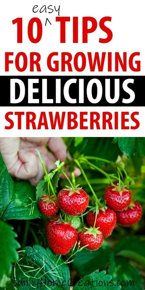 Strawberry Plants Ideas, Strawberries Growing, Strawberry Growing, Gemüseanbau In Kübeln, Strawberries In Containers, Taman Air, Gardening Aesthetic, Big Juicy, Strawberry Garden