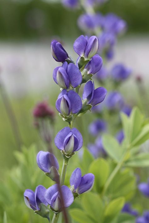 Baptisia australis, Blue False Indigo | seedmoney1 | Flickr Blue False Indigo, False Indigo Plant, False Indigo, Indigo Flowers, Baptisia Australis, 2024 Tattoo, Nature Reference, Indigo Flower, Indigo Plant