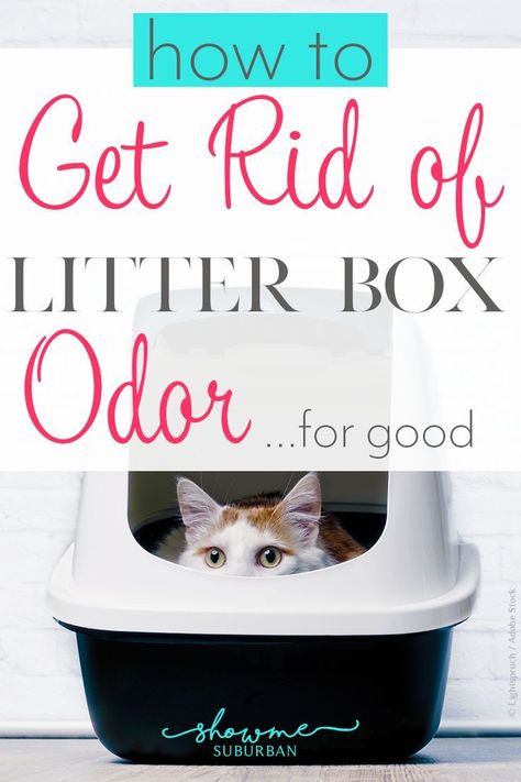 Cat Litter Smell, Cat Liter, Litter Box Smell, Cat Pee Smell, Best Litter Box, Self Cleaning Litter Box, Cleaning Litter Box, Best Cat Litter, Smelly Cat