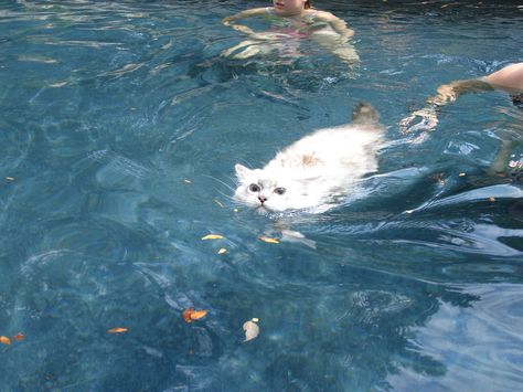 Ragdoll Cats Swimming  http://www.floppycats.com/ragdoll-cats-swimming.html Cat Swimming, Swimming Cats, Söpö Kissa, Desain Lanskap, Ragdoll Cats, Images Esthétiques, Ragdoll Cat, Cat Aesthetic, Silly Cats