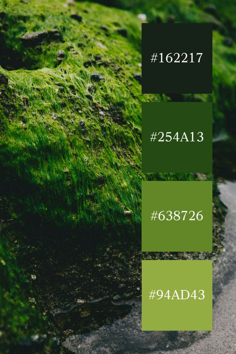 Rugged Moss Terrain: A rugged landscape covered in vibrant green moss, highlighting the textures and earthy tones of a moss green color palette. Moss Color Palette, Moss Green Color Palette, Color Scheme Generator, Rugged Landscape, Moss Green Color, Green Color Palette, Aesthetic Color, Green Palette, Green Colour Palette