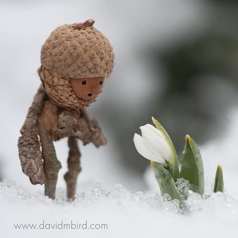 David Bird, First Signs Of Spring, Faery Art, Pine Cone Art, Acorn Crafts, Miniature Photography, Signs Of Spring, Come Soon, Woo Hoo