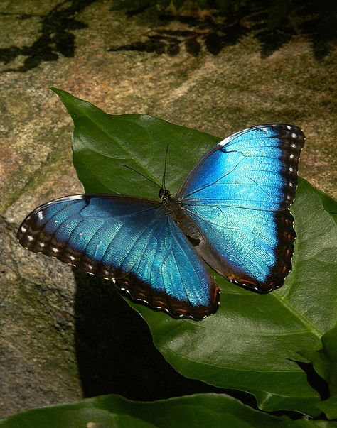 Spotlight On Wildlife: Morpho Butterfly Blue Morpho Butterfly Aesthetic, Morpho Azul, Marauders Dr, Forest Camp, Beautiful Butterfly Photography, Blue Morpho Butterfly, Morpho Butterfly, London Zoo, Blue Morpho