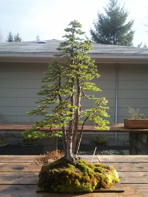 Garden Bonsai Tree, Alberta Spruce, Bonsai Forest, Bonsai Styles, Japanese Bonsai, Chinese Evergreen, Bonsai Art, Bonsai Plants, House Plants Decor