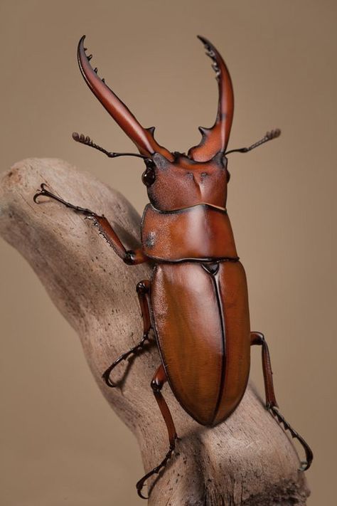 Aesthetic Animals, Tattoo Animal, Beetle Art, Cool Insects, Insect Photography, Beetle Insect, Cool Bugs, Anime Tattoo, Stag Beetle