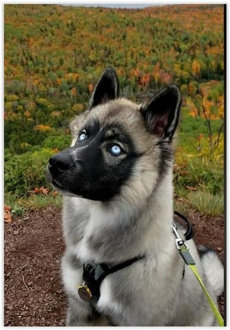 Canine Odyssey Morphs, Serbian Husky, Canine Odyssey, Agouti Siberian Husky, Siberian Husky Blue Eyes, Agouti Husky, Red Siberian Husky, Husky Eyes, Dogs Eyes