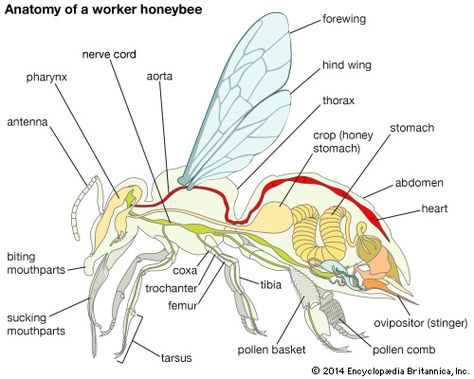 hymenopteran - Form and function | insect | Britannica.com Male Bee, Insect Identification, Drone Bee, Bee Life Cycle, Daily Fun Facts, Biology Worksheet, Bee Colony, Carpenter Bee, Bugs And Insects