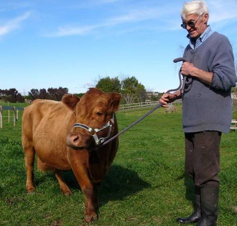 "Dexter cattle are the smallest of the European cattle breeds, being about half the size of a traditional Hereford and about one third the size of a Friesian (Holstein) milking cow. They were considered a rare breed of cattle, until recently, but are now considered a recovering breed by the American Livestock Breeds Conservancy. The Dexter breed originated in Ireland."  I want one of these cows!! They are awesome!!! Dexter Cows, Meat Animals, Zebu Cow, Dexter Cattle, Misty Meadow, Miniature Cattle, Miniature Farm, Miniature Cows, Cow Stuff