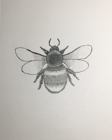 How to Draw Bumble Bee Step-by-Step Tutorial Draw Bumble Bee, Bee Drawing Easy, Bumble Bee Drawing, Easy Pen Drawing, Bumblebee Drawing, Bee Outline, Bee Sketch, Butterfly Art Drawing, Bumble Bee Art