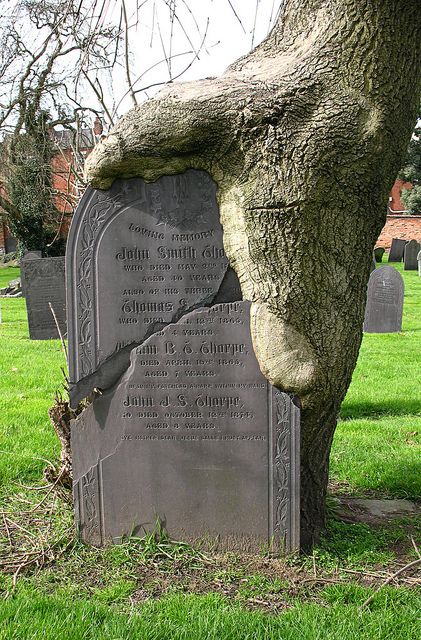 ★☯★ ☽ General #Cemetery , Nottingham  ★♥★ This #humanoid #tree is actually #carnivorous ... it nourishes with #corpse !...    ★☯★ ☽ Cimetière général, #Nottingham  ★♥★ Cet #arbre #humanoide est en réalité #carnivore ...il se nourit de #cadavre !...  #bizarre #nature Stare Dwory, Weird Trees, Cemetery Headstones, Matka Natura, Old Cemeteries, Cemetery Art, Unique Trees, Growing Tree, Abandoned Houses