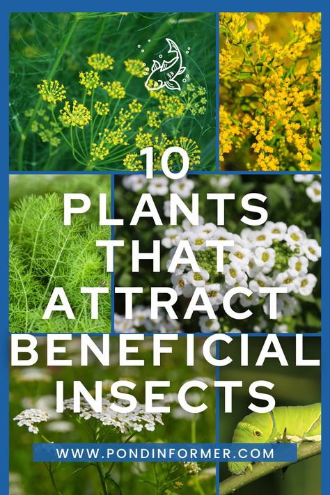 Explore a diverse selection of 10 plants that naturally attract beneficial insects to your garden, fostering a thriving ecosystem with abundant flowers and variety. #PondInformer #BeneficialInsects #GardenBiodiversity Mammoth Sunflower, Easy Herbs To Grow, Edible Seeds, Attracting Beneficial Insects, Best Flowers, Beneficial Insects, Ecosystem, Dream Garden, Amazing Flowers