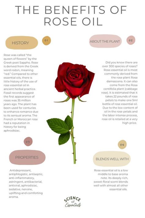 Rose Oil Uses, Prime Rose Oil Benefits, How To Make Rose Oil At Home, Benefits Of Rose Essential Oil, Rose Essential Oil Uses, Rose Herb Benefits, How To Make Rose Hip Oil, Rose Tincture Benefits, Diy Rose Oil How To Make