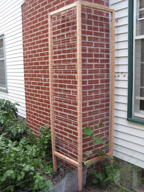 Diy Tall Trellis, Corner Trellis Ideas, Trellis Garden Ideas, Corner Trellis, Gilbert House, Tall Trellis, Bean Trellis, Grape Vine Plant, Grape Vine Trellis