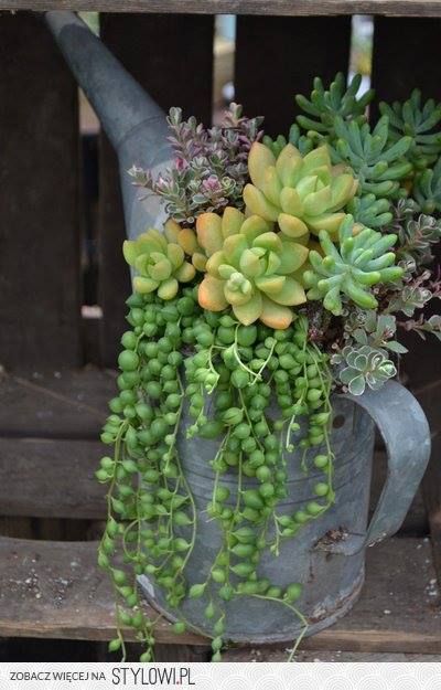 We are loving the succulent trend and what a cute idea to plant them in a watering can. #PinMyDreamBackyard @mrdrewscott @mrsilverscott Gubahan Bunga, Succulent Landscaping, Succulent Garden Diy, Succulent Gardening, Succulents In Containers, Have Inspiration, Garden Containers, Cactus Y Suculentas, Succulents Diy