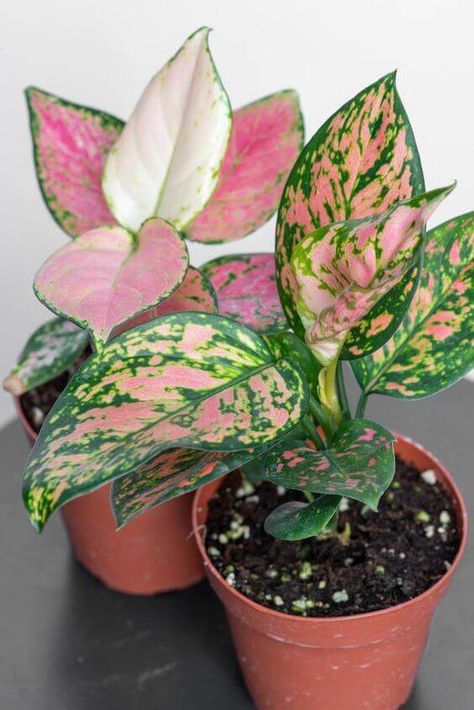 The 10 Best Indoor Plants To Purify The Air In Your Home - Everything Abode Pink Leaf Plant, English Ivy Plant, Best Air Purifying Plants, Dekorasi Bohemia, Popular House Plants, Tanaman Indoor, Tanaman Pot, Ivy Plants, Hanging Plants Indoor