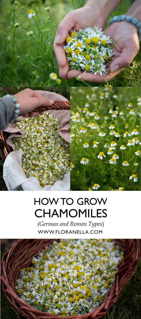 Herb Identification, Grow Chamomile, Chamomile Lawn, Chamomile Growing, Chamomile Seeds, Medicinal Herb Garden, Chamomile Plant, How To Grow Herbs, Medicinal Herbs Garden