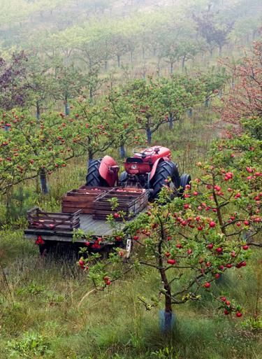 Fruit Trees In Garden, Trees In Garden, Flowers Up Close, Apple Garden, Orchard Garden, Apple Farm, Garden Images, Fruit Tree, Down On The Farm