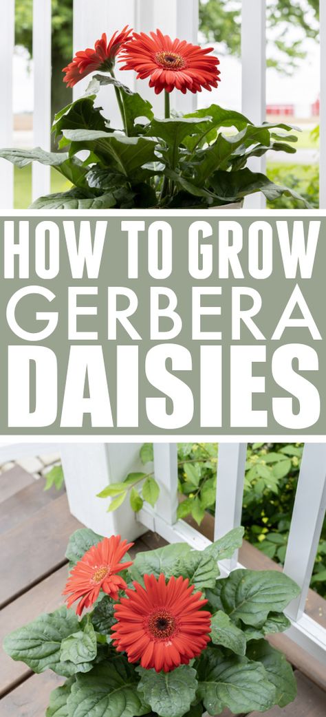 Landscape Berms, Gerbera Daisy Care, Daisy Care, Gerbera Plant, Gardenia Plant, Plants In Jars, Gerbera Flower, Gerber Daisy, Plant Tips